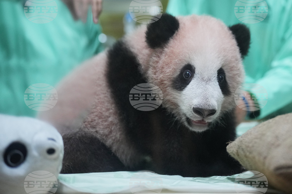 Indonesia Giant Panda