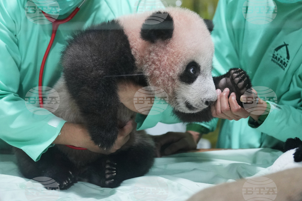 Indonesia Giant Panda