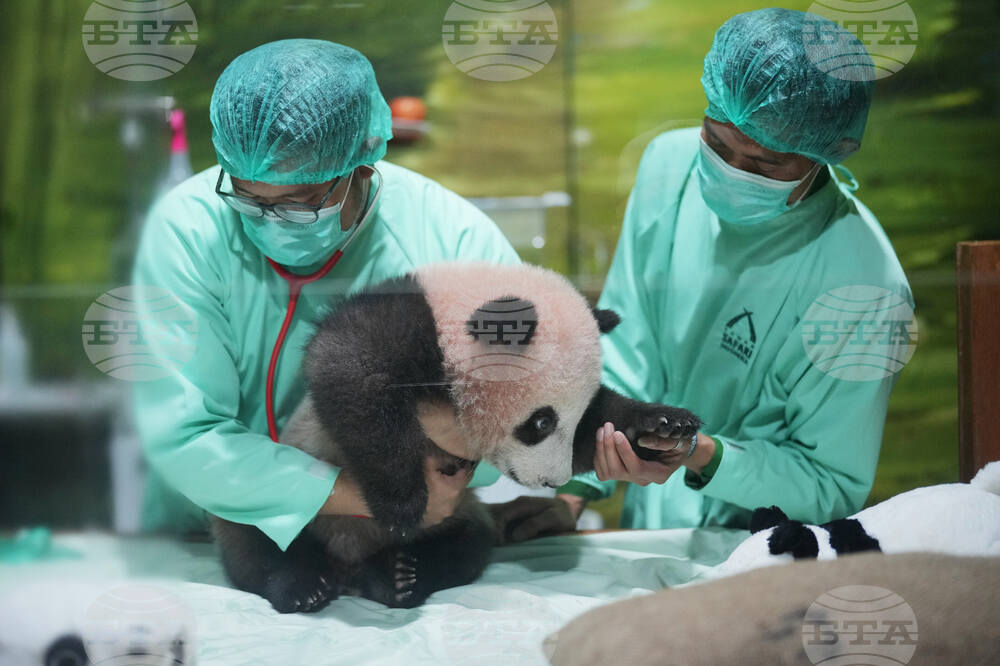 Indonesia Giant Panda