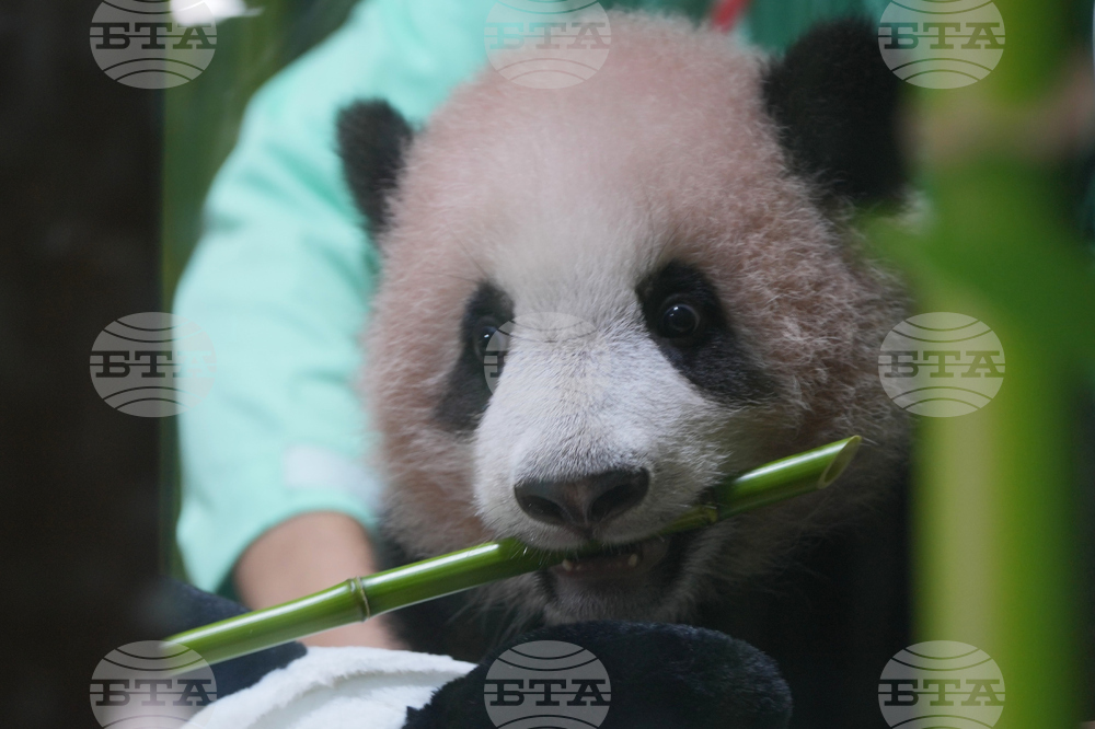 Indonesia Giant Panda