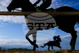 Black Eyed Susan Horse Racing