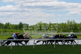 Black Eyed Susan Horse Racing