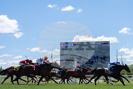 Black Eyed Susan Horse Racing