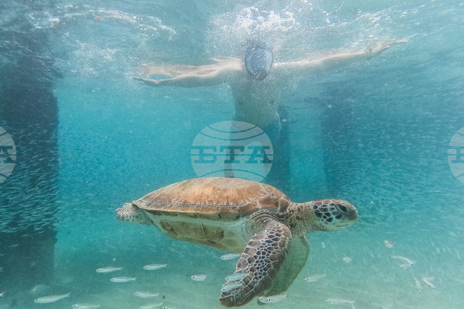 Curacao Marine Turtles