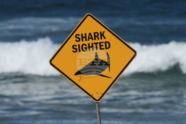 Australia Shark Attack