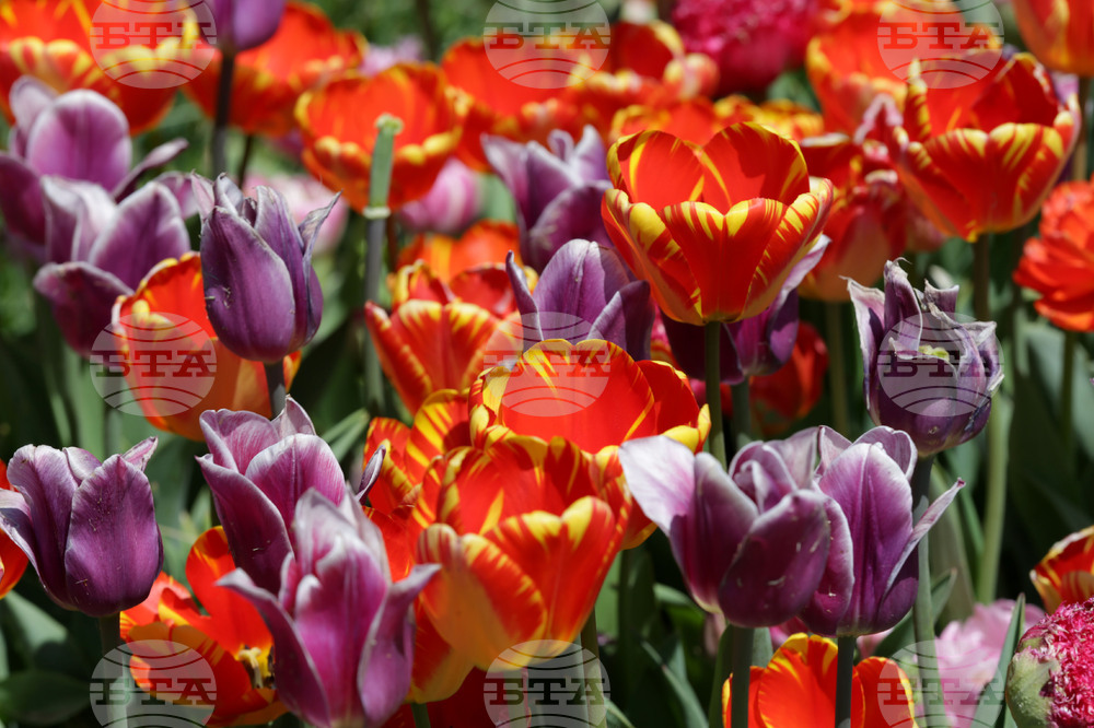 380,000 Tulips Adorn Sofia This Spring