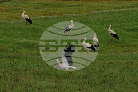 Бургас - щъркели