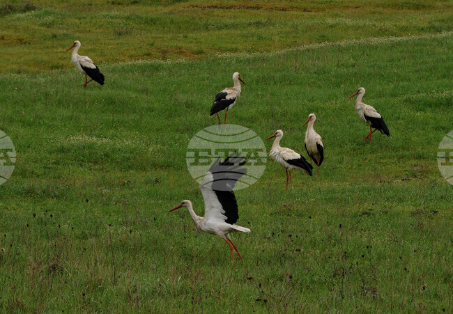 Щъркелите започнаха да пристигат в Бургаско, каза орнитолог за БТА 