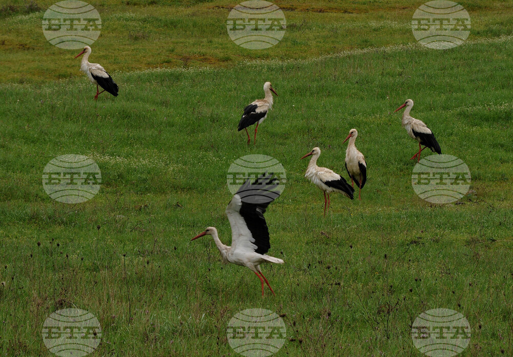 Бургас - щъркели