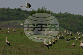 Бургас - щъркели