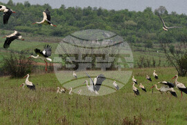 Бургас - щъркели