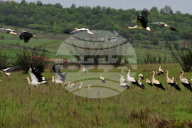 Бургас - щъркели