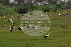 Бургас - щъркели