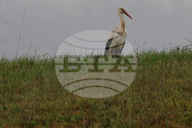 Бургас - щъркели