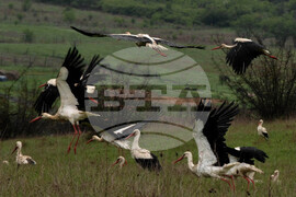 Бургас - щъркели