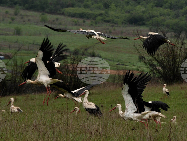 Бургас - щъркели
