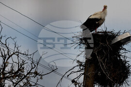 Бургас - щъркели