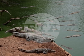 Senegal Daily Life Wildlife