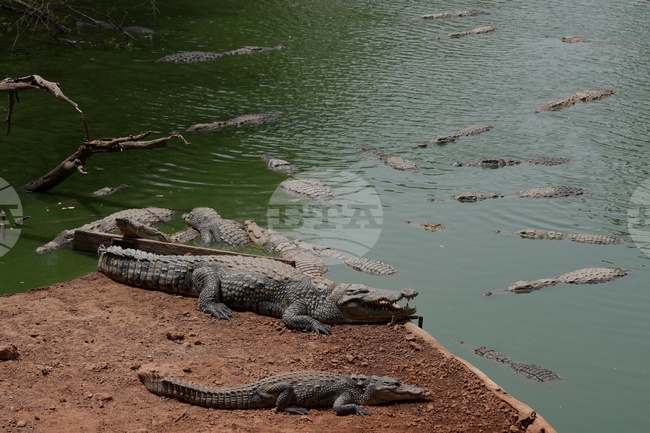 Senegal Daily Life Wildlife