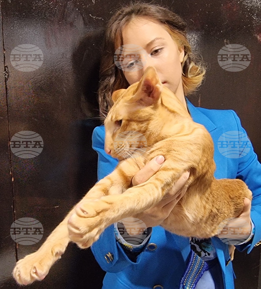 Екзотични породи и котки гиганти представя фелиноложка изложба във Варна