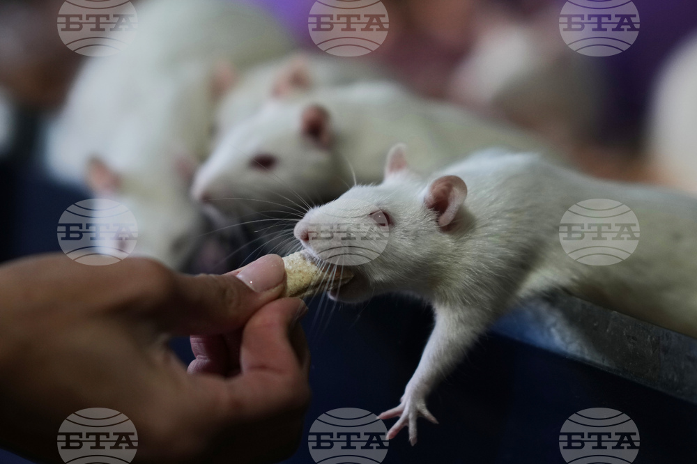 Argentina Rat Lovers