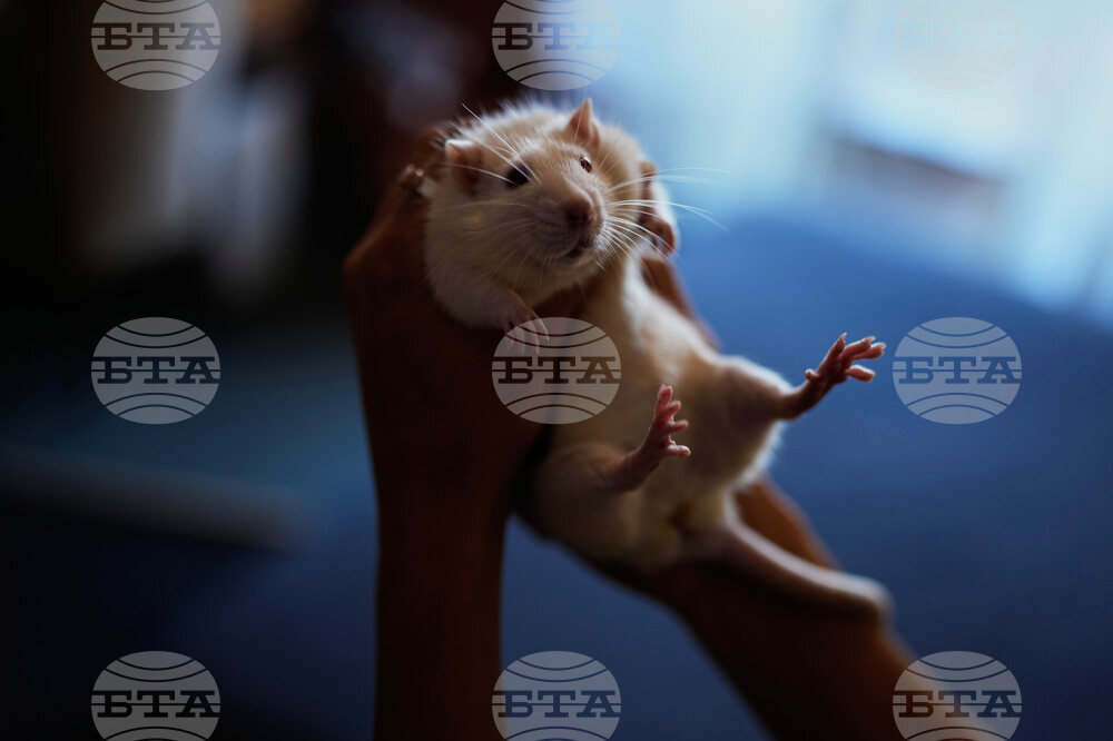 Argentina Rat Lovers