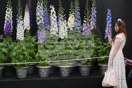 Britain Chelsea Flower Show