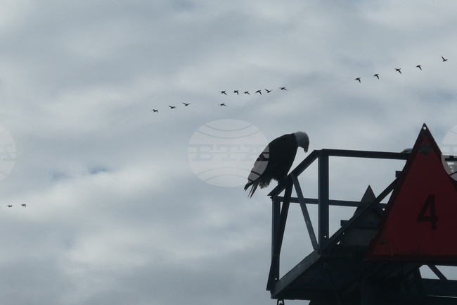 Alaska-Bald Eagle