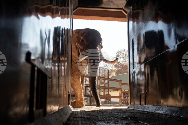 South Africa Unhappy Elephants