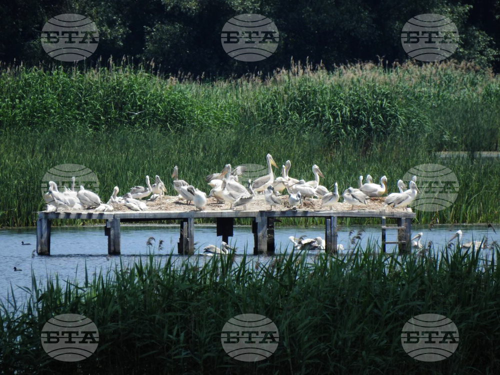 Bulgarian Protecting Pelicans Project among Finalists for NATURA 2000 EC Award