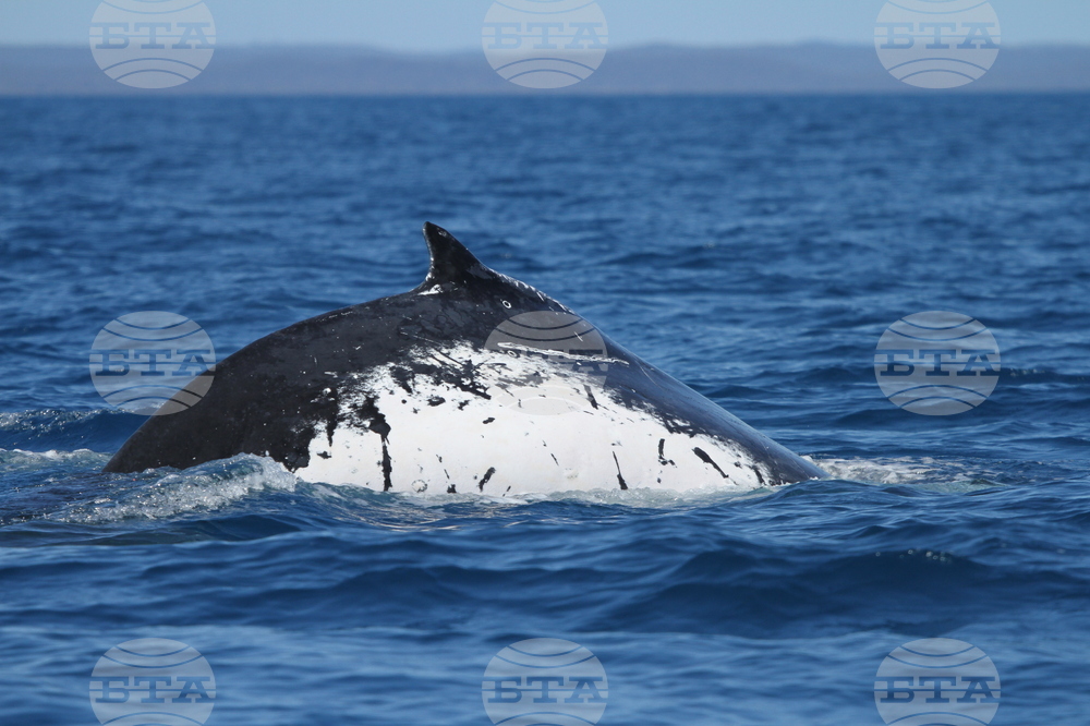 Humpback Whale Migration