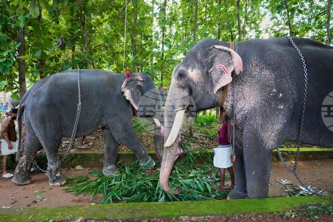 India Elephant Festival