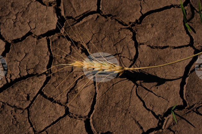 APTOPIX Climate Drought Wheat Farmers