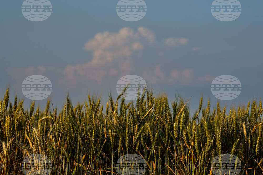 Climate Drought Wheat Farmers