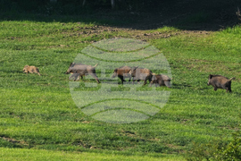 Germany Wildlife