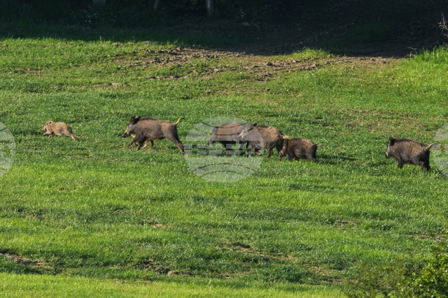 Germany Wildlife