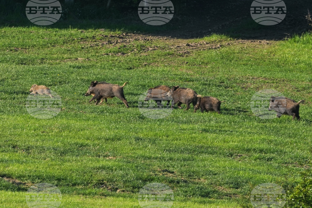 Germany Wildlife
