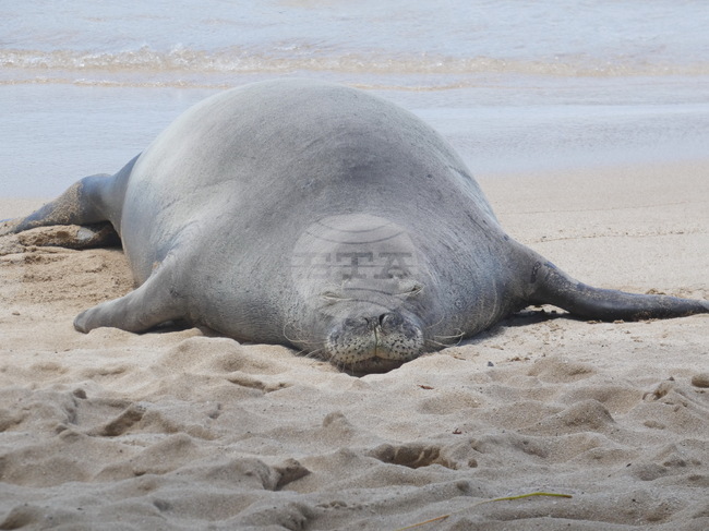 Hawaii-Endangered Seal Harassment