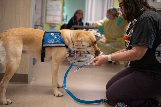 Children's Hospitals Dogs