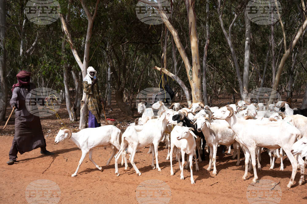 Senegal Tabaski