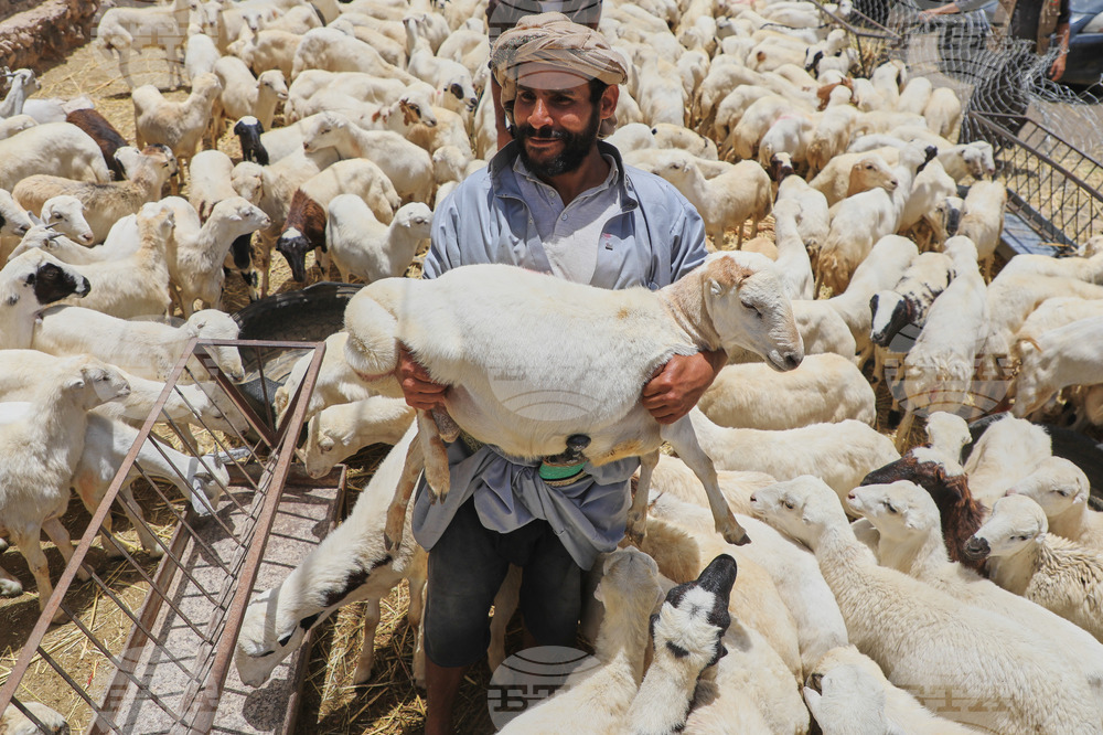 Yemen Eid Al Adha