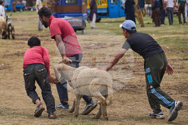 India Kashmir Eid al-Adha
