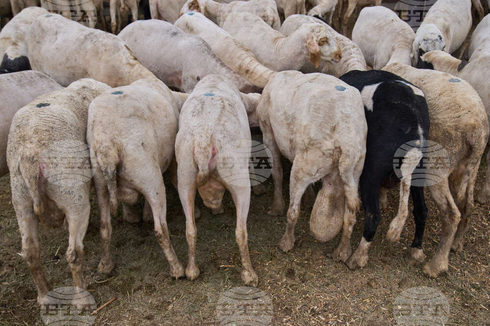 India Kashmir Eid al-Adha