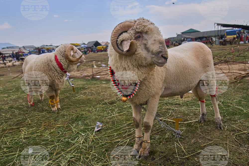 India Kashmir Eid al-Adha