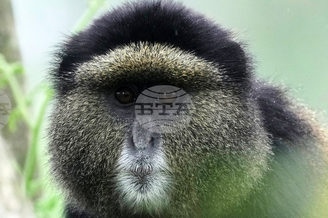APTOPIX Rwanda Environmental DNA