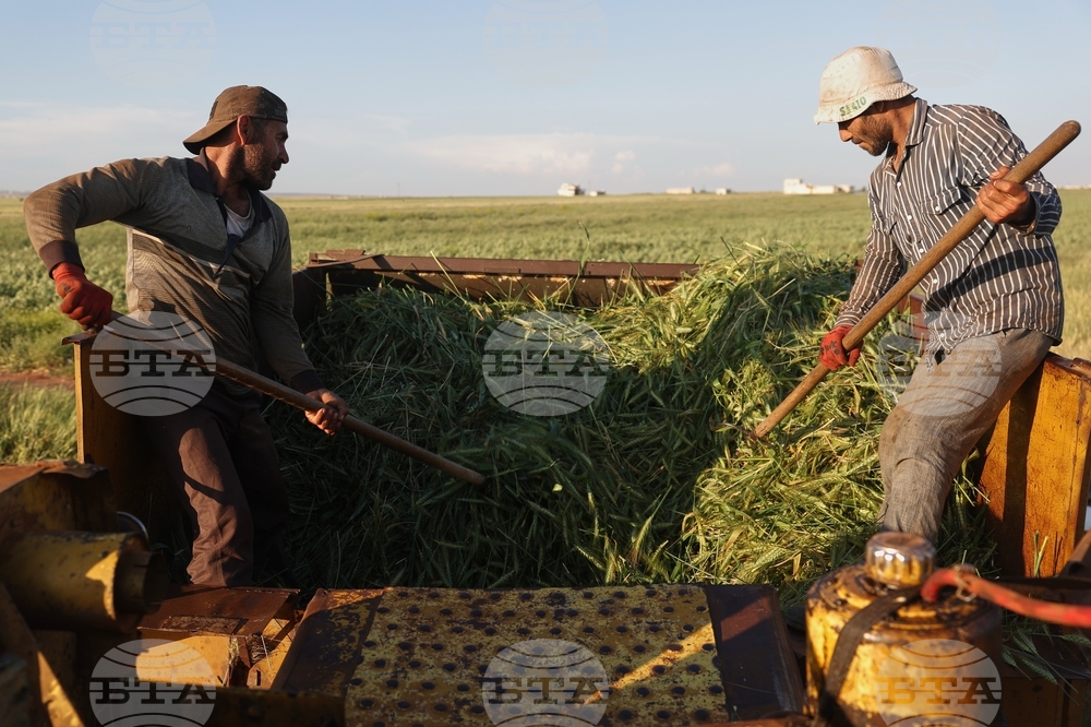Syria Freekeh