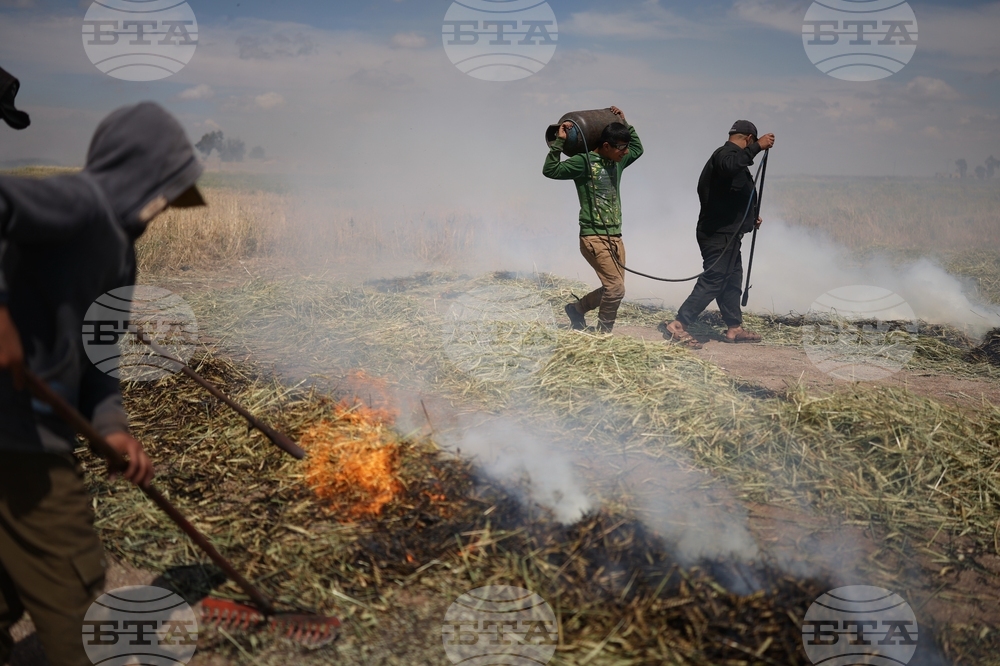 Syria Freekeh