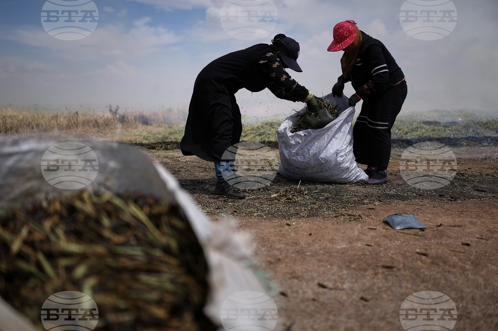 Syria Freekeh