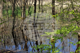 Варна - Природен парк "Златни пясъци"