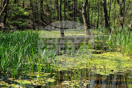 Варна - Природен парк "Златни пясъци"